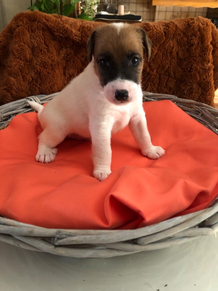 Terrier Des Roches - Chiots disponibles - Fox Terrier Poil lisse
