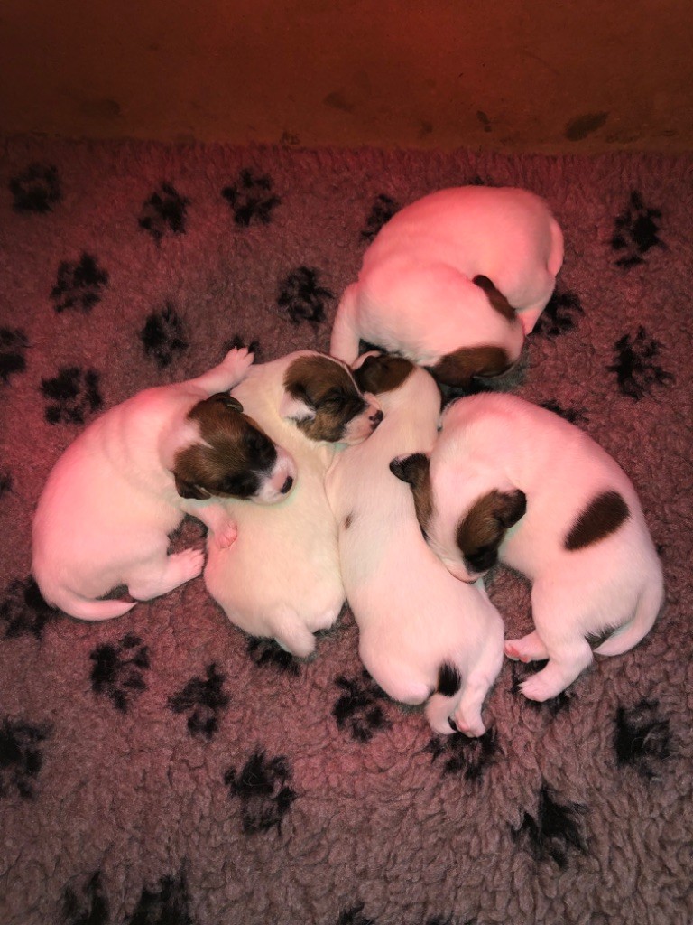 Terrier Des Roches - Fox Terrier Poil lisse - Portée née le 15/07/2025