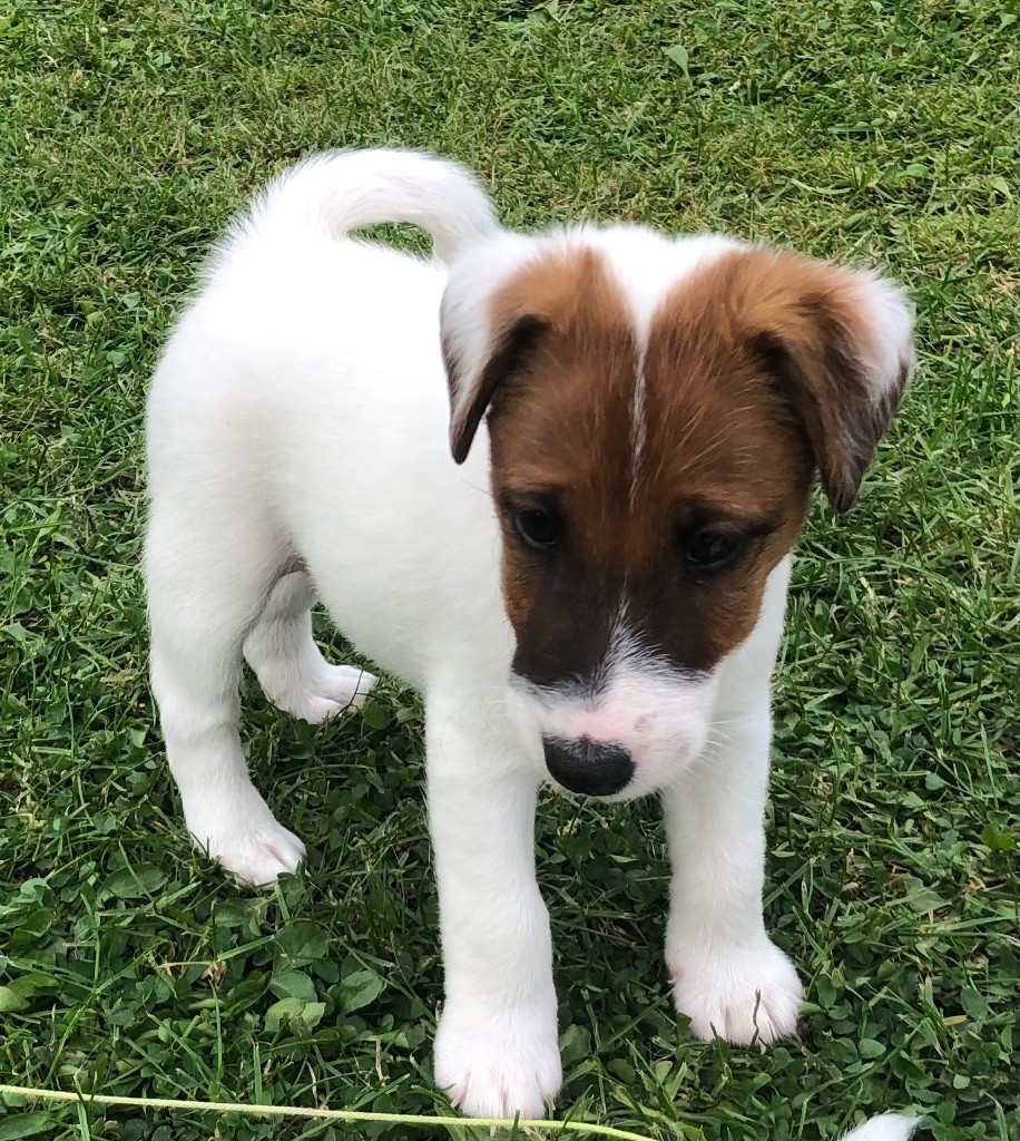 Terrier Des Roches - Chiots disponibles - Fox Terrier Poil lisse