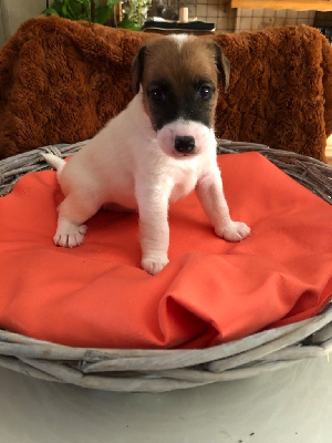 CHIOT