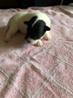 CHIOT