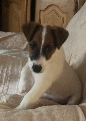 CHIOT