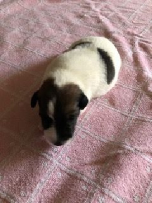 CHIOT