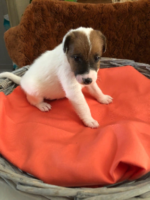CHIOT