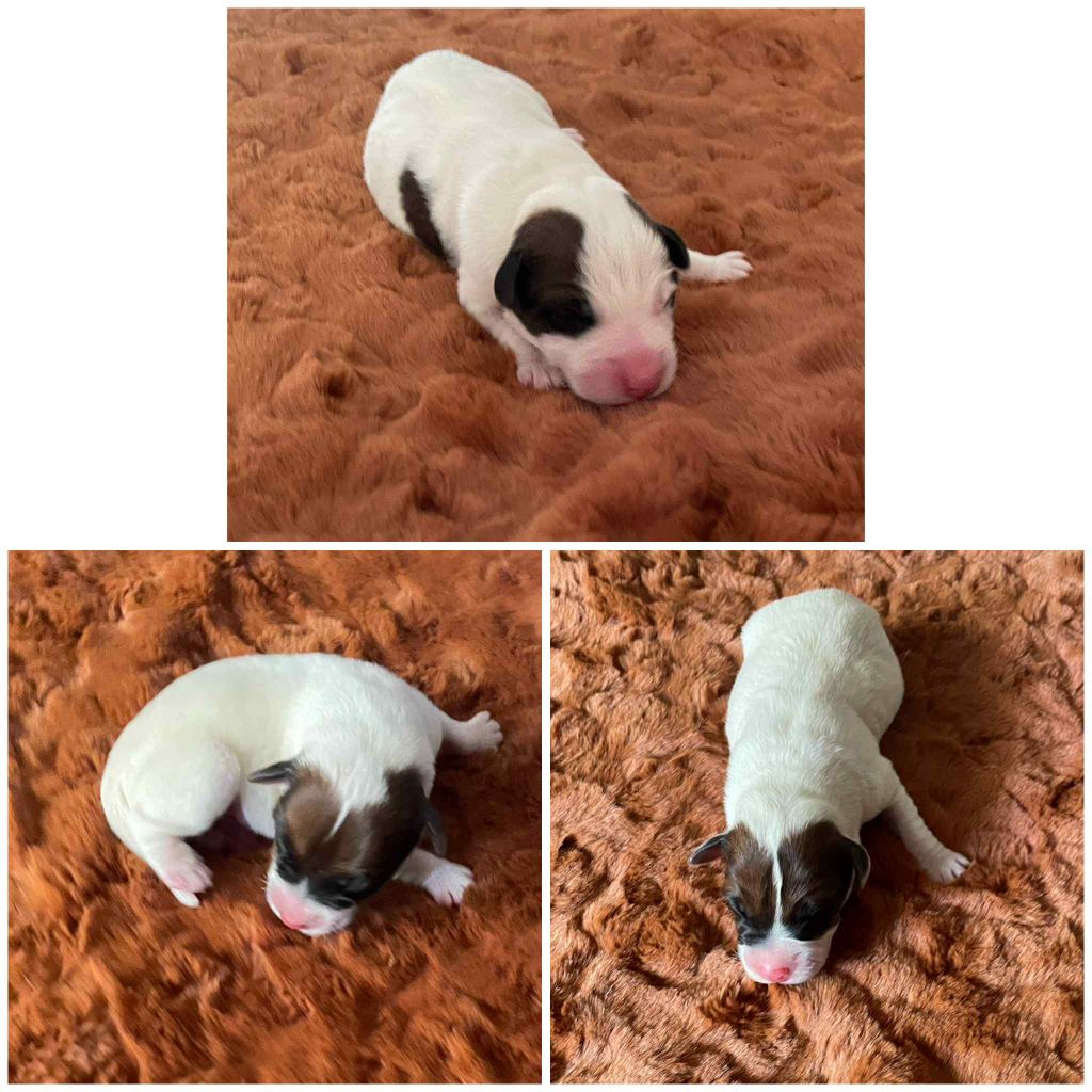 Terrier Des Roches - Chiots disponibles - Fox Terrier Poil lisse