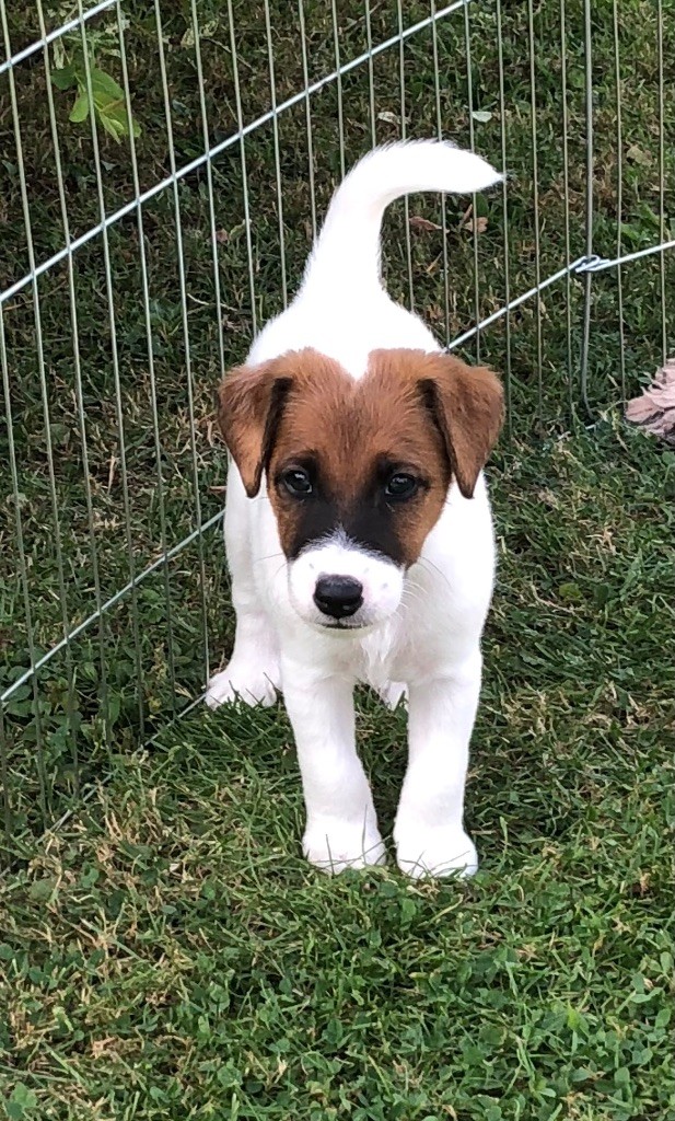 Terrier Des Roches - Chiots disponibles - Fox Terrier Poil lisse